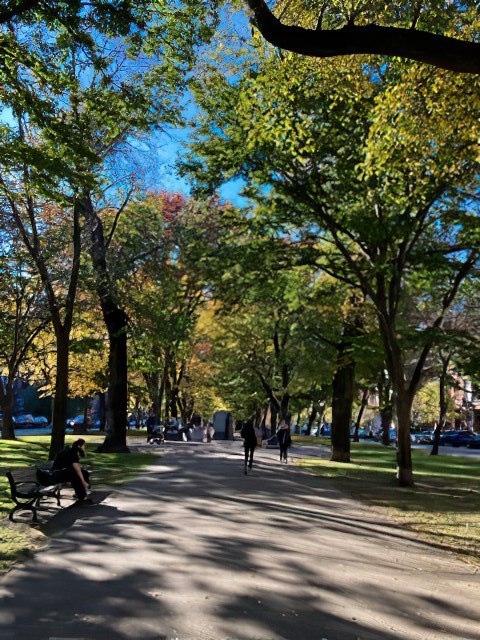 Sunny day in the MIT campus with trees